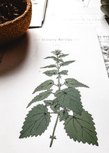 Load image into Gallery viewer, Herb and Folklore Almanac Full Year