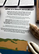 Load image into Gallery viewer, Beach Strandline study unit