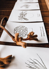 Load image into Gallery viewer, Terrarium study unit