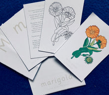 Load image into Gallery viewer, Wildflowers Home education learning resource