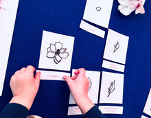Load image into Gallery viewer, Magnolia Flower Lifecycle | Plant lifecycle | Home School | Flower Education