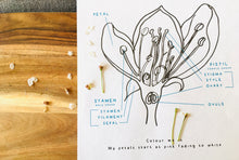 Load image into Gallery viewer, Apple Blossom Anatomy | Blossom | Home Schooling