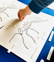 Load image into Gallery viewer, Black Garden Ant Anatomy Life Cycle