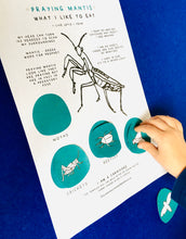 Load image into Gallery viewer, Praying Mantis Anatomy | Home Education | Learning Resource