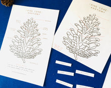 Load image into Gallery viewer, Pine cone anatomy | Evergreen printable | Home education | Homeschool | learning resources | Classroom Decor | Montessori