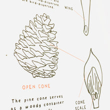 Load image into Gallery viewer, Pine cone anatomy | Evergreen printable | Home education | Homeschool | learning resources | Classroom Decor | Montessori
