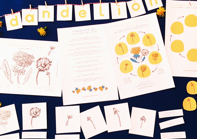 Dandelions | Dandelion Home School Printable | Education | Learning Resource