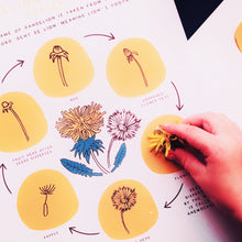Load image into Gallery viewer, ITALIAN Dandelions | Dandelion Home School Printable | Education | Learning Resource