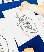 Load image into Gallery viewer, Strawberry Anatomy and Life cycle | Home Education printable | Homeschool nature study | Waldorf | Montessori