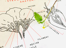Load image into Gallery viewer, Strawberry Anatomy and Life cycle | Home Education printable | Homeschool nature study | Waldorf | Montessori