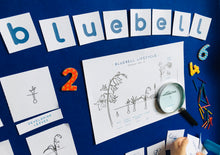 Load image into Gallery viewer, Bluebell Lifecycle | Bluebells Home Education | Learning Resource
