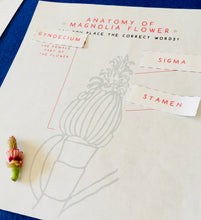 Load image into Gallery viewer, Magnolia Flower Anatomy | Home School | Flower Learning Resource | Montessori Learning
