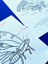 Load image into Gallery viewer, Butterflies Anatomy | Homeschooling Activities | Insect Study | Montessori | Waldorf | Nature Learning Resource