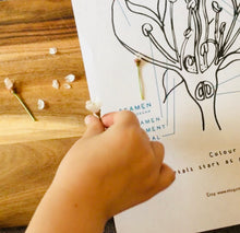 Load image into Gallery viewer, Apple Blossom Anatomy | Blossom | Home Schooling