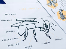 Load image into Gallery viewer, Bee lifecycle and anatomy homeschool printable