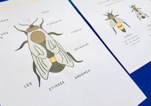 Load image into Gallery viewer, Bee lifecycle and anatomy homeschool printable