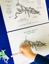 Load image into Gallery viewer, Praying Mantis Anatomy | Home Education | Learning Resource