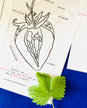 Load image into Gallery viewer, Strawberry Anatomy and Life cycle | Home Education printable | Homeschool nature study | Waldorf | Montessori