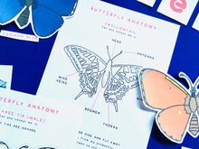Load image into Gallery viewer, Butterflies Anatomy | Homeschooling Activities | Insect Study | Montessori | Waldorf | Nature Learning Resource