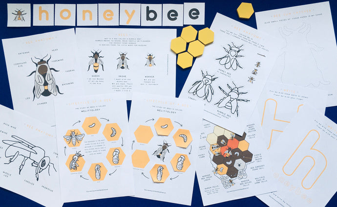 Bee lifecycle and anatomy homeschool printable