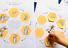 Load image into Gallery viewer, Bee lifecycle and anatomy homeschool printable