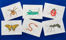 Load image into Gallery viewer, Minibeasts printables bundle | Insects ladybird worm spider grasshopper butterfly ant