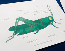 Load image into Gallery viewer, Minibeasts printables bundle | Insects ladybird worm spider grasshopper butterfly ant