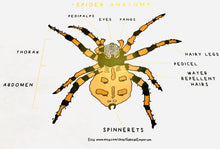 Load image into Gallery viewer, Minibeasts printables bundle | Insects ladybird worm spider grasshopper butterfly ant