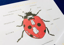 Load image into Gallery viewer, Minibeasts printables bundle | Insects ladybird worm spider grasshopper butterfly ant