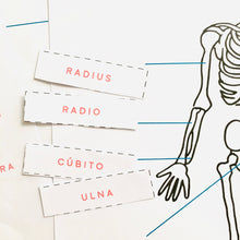 Load image into Gallery viewer, Spanish and English Skeletal anatomy Home education learning resource printable | Homeschool education