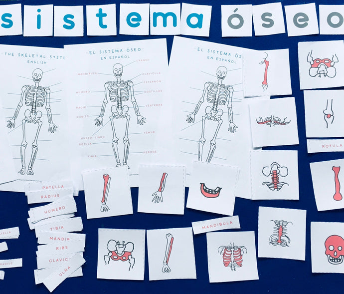 Spanish and English Skeletal anatomy Home education learning resource printable | Homeschool education