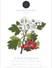 Load image into Gallery viewer, Nurture + Nature May Connect Hawthorn
