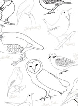 Load image into Gallery viewer, British Birds nomenclature | anatomy | home education
