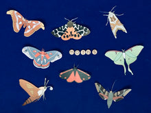 Load image into Gallery viewer, Moth anatomy and lifecycle unit