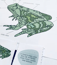 Load image into Gallery viewer, Frog vs Toad | Home education | study | Montessori | Waldorf | Learning resource