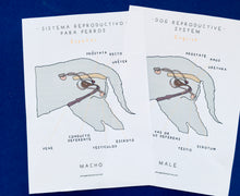 Load image into Gallery viewer, Spanish and English Dog anatomy | reproductive system