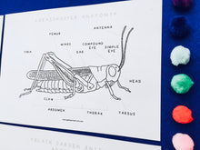 Load image into Gallery viewer, Minibeasts colour in bundle | Insects ladybird worm spider grasshopper butterfly ant
