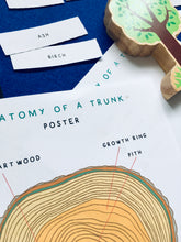 Load image into Gallery viewer, Summer Tree study