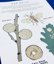 Load image into Gallery viewer, Galls and Plant Dyes study unit | Home education printable