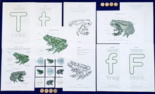 Load image into Gallery viewer, Frog vs Toad | Home education | study | Montessori | Waldorf | Learning resource