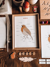 Load image into Gallery viewer, Robin anatomy