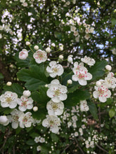 Load image into Gallery viewer, Nurture + Nature May Connect Hawthorn
