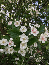 Load image into Gallery viewer, Nurture + Nature May Connect Hawthorn