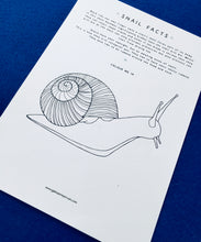 Load image into Gallery viewer, Snails and Fibonacci Home education learning resource