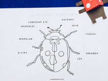 Load image into Gallery viewer, Minibeasts colour in bundle | Insects ladybird worm spider grasshopper butterfly ant