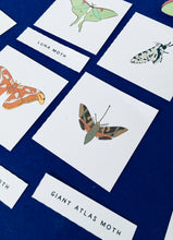 Load image into Gallery viewer, Moth anatomy and lifecycle unit