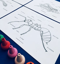 Load image into Gallery viewer, Minibeasts colour in bundle | Insects ladybird worm spider grasshopper butterfly ant