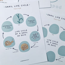 Load image into Gallery viewer, Snails and Fibonacci Home education learning resource