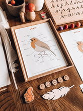 Load image into Gallery viewer, Robin anatomy