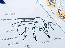 Load image into Gallery viewer, ITALIAN Bees | Home education